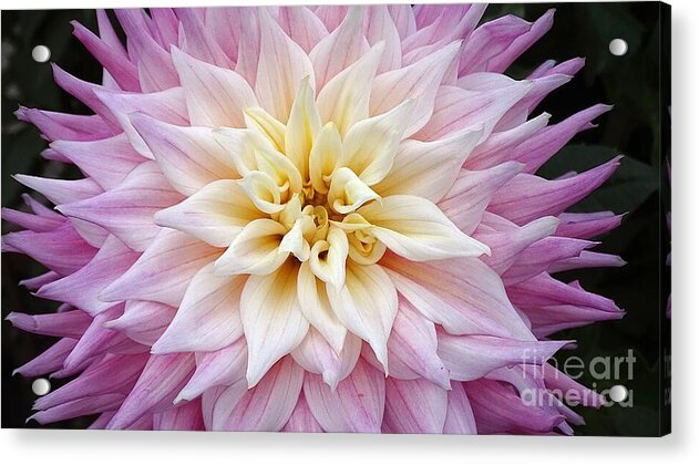 Pink Dahlia - Acrylic Print
