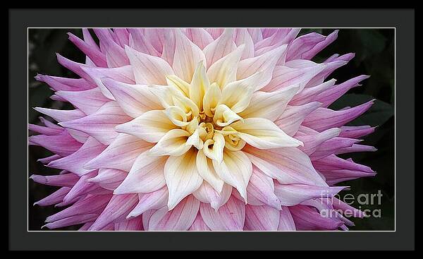 Pink Dahlia - Framed Print