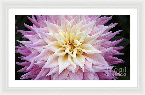 Pink Dahlia - Framed Print