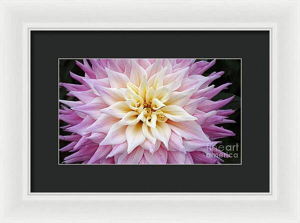 Pink Dahlia - Framed Print