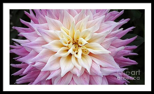 Pink Dahlia - Framed Print