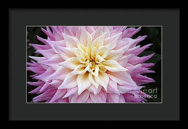 Pink Dahlia - Framed Print