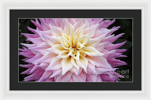 Pink Dahlia - Framed Print