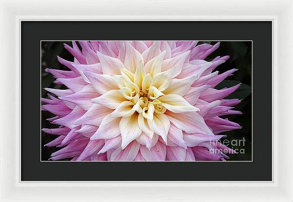 Pink Dahlia - Framed Print