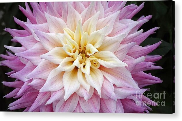 Pink Dahlia - Acrylic Print