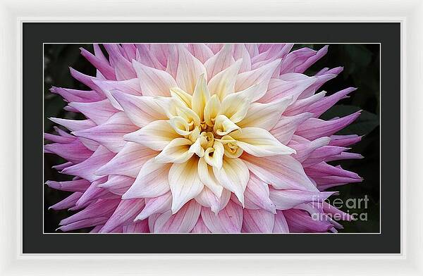 Pink Dahlia - Framed Print