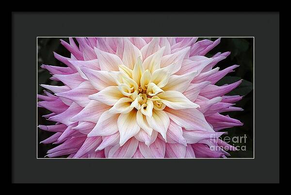 Pink Dahlia - Framed Print