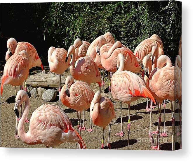 Pink Flock - Canvas Print