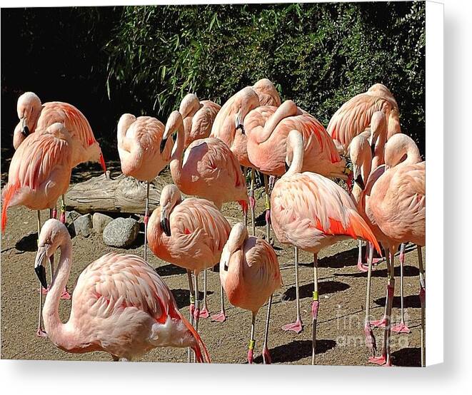 Pink Flock - Canvas Print