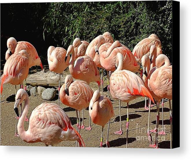 Pink Flock - Canvas Print