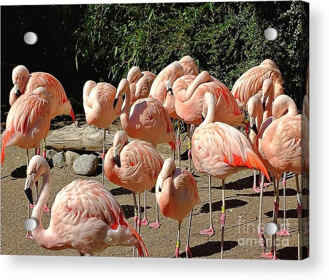 Pink Flock - Acrylic Print
