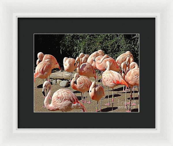 Pink Flock - Framed Print