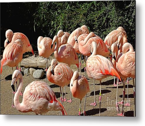 Pink Flock - Metal Print