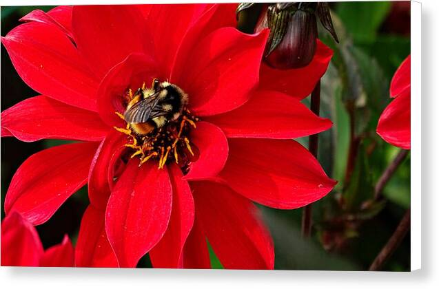 Red Attracks Visitor - Canvas Print