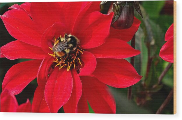 Red Attracks Visitor - Wood Print