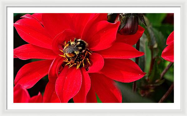 Red Attracks Visitor - Framed Print