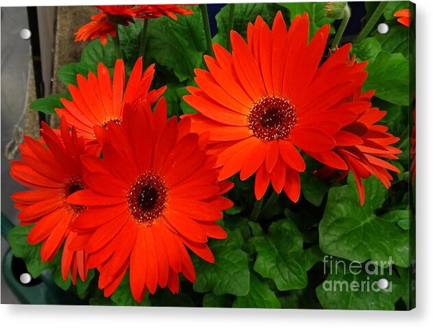 Red Gerbers - Acrylic Print