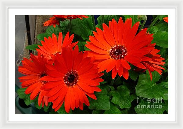 Red Gerbers - Framed Print