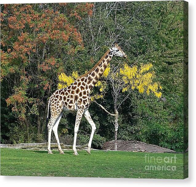 StandingTall - Canvas Print