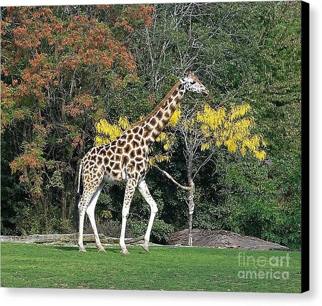 StandingTall - Canvas Print