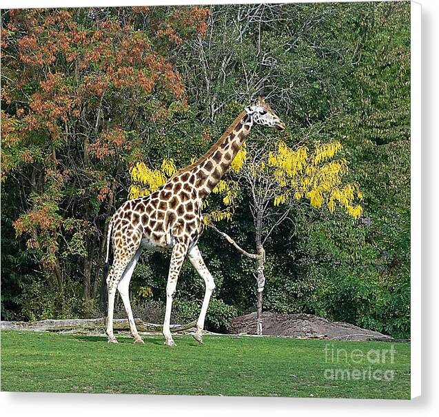 StandingTall - Canvas Print