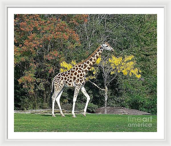 StandingTall - Framed Print