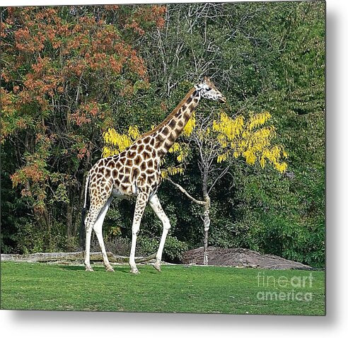 StandingTall - Metal Print