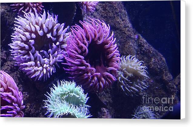 Technicolor Sea Anemones - Canvas Print