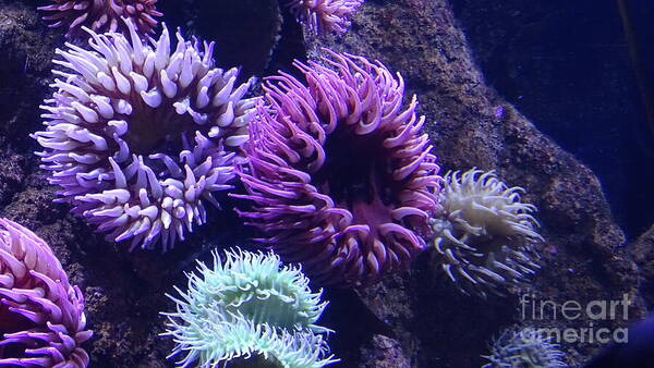 Technicolor Sea Anemones - Art Print