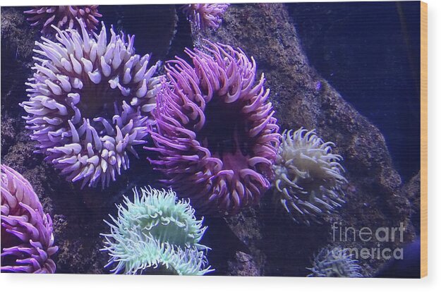 Technicolor Sea Anemones - Wood Print