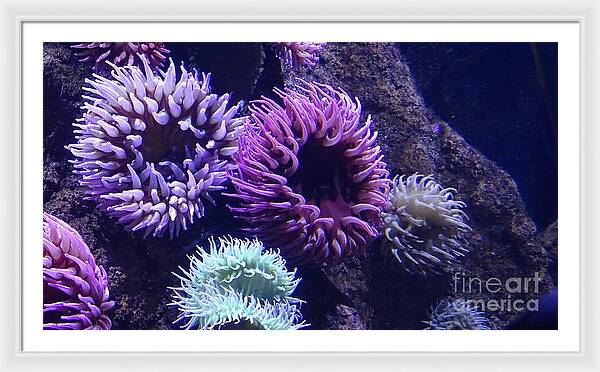 Technicolor Sea Anemones - Framed Print