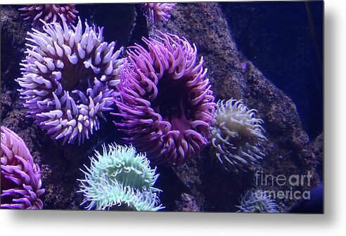 Technicolor Sea Anemones - Metal Print