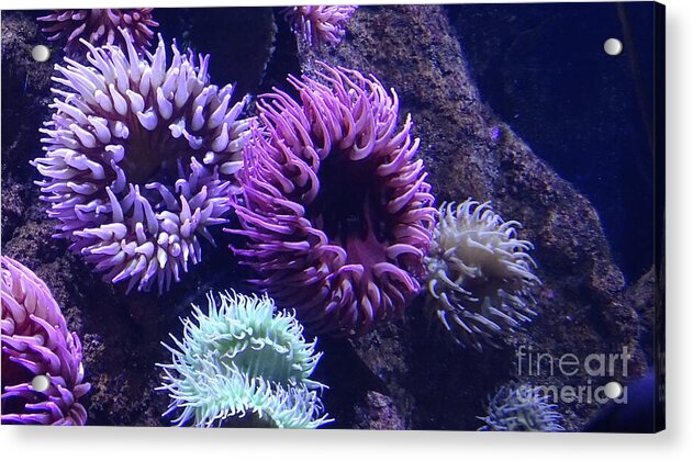 Technicolor Sea Anemones - Acrylic Print