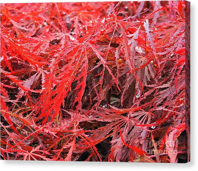 Wet Japanese Maple - Canvas Print