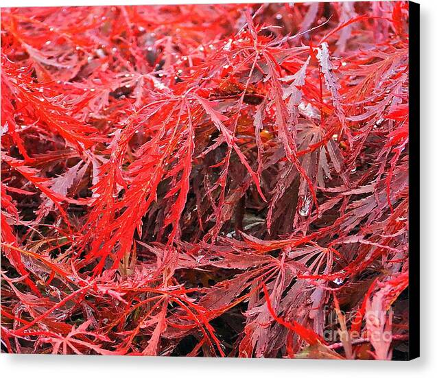 Wet Japanese Maple - Canvas Print