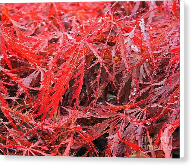 Wet Japanese Maple - Canvas Print
