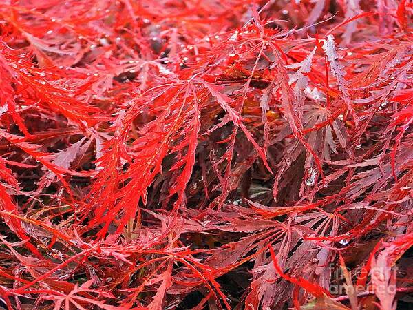 Wet Japanese Maple - Art Print