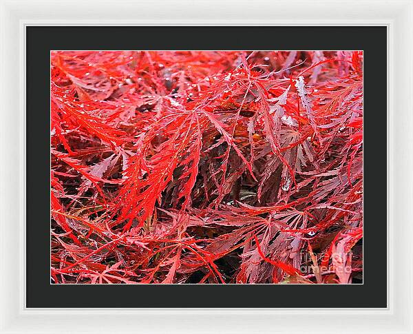 Wet Japanese Maple - Framed Print