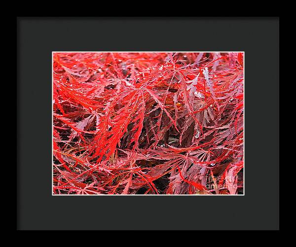Wet Japanese Maple - Framed Print
