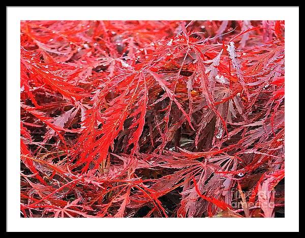 Wet Japanese Maple - Framed Print