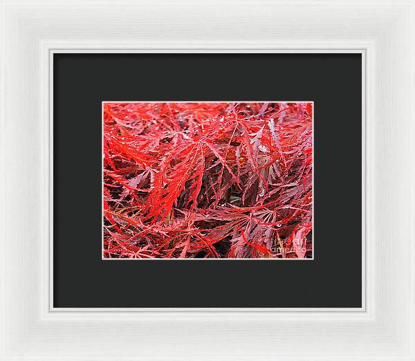Wet Japanese Maple - Framed Print
