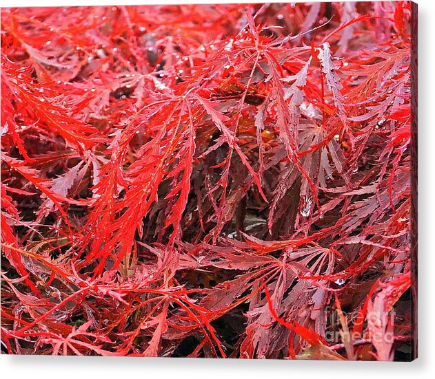 Wet Japanese Maple - Acrylic Print