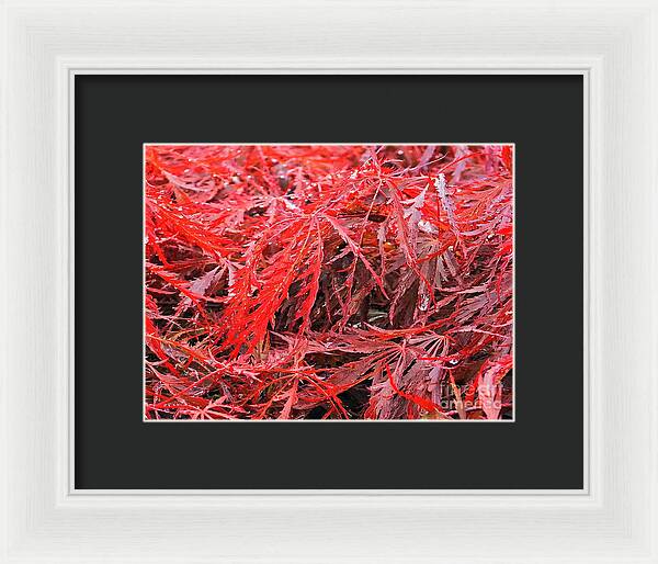 Wet Japanese Maple - Framed Print