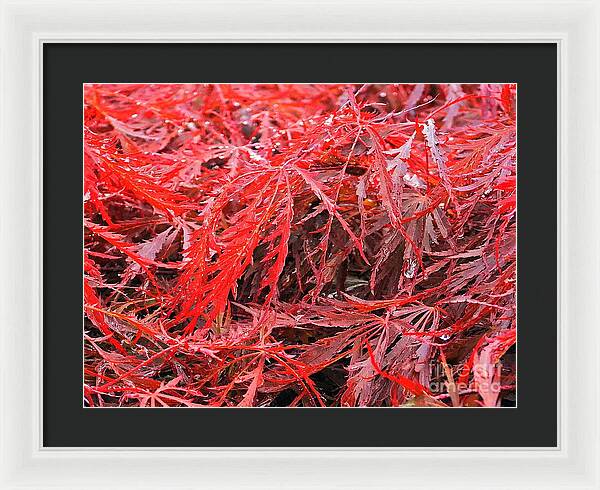 Wet Japanese Maple - Framed Print