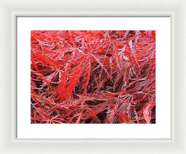 Wet Japanese Maple - Framed Print