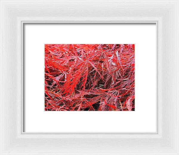 Wet Japanese Maple - Framed Print