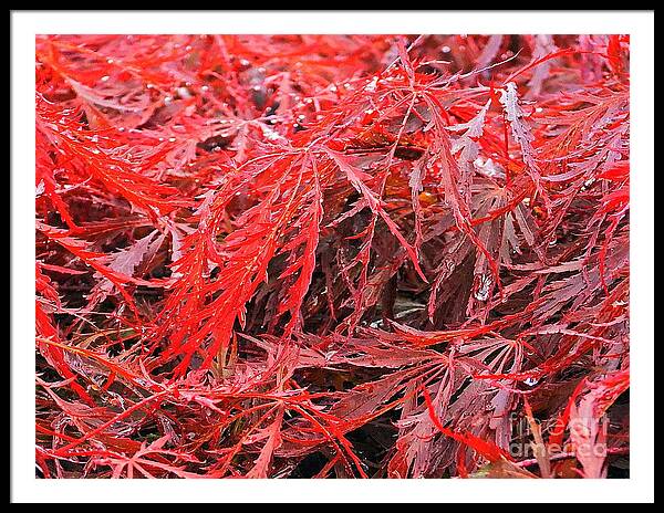 Wet Japanese Maple - Framed Print