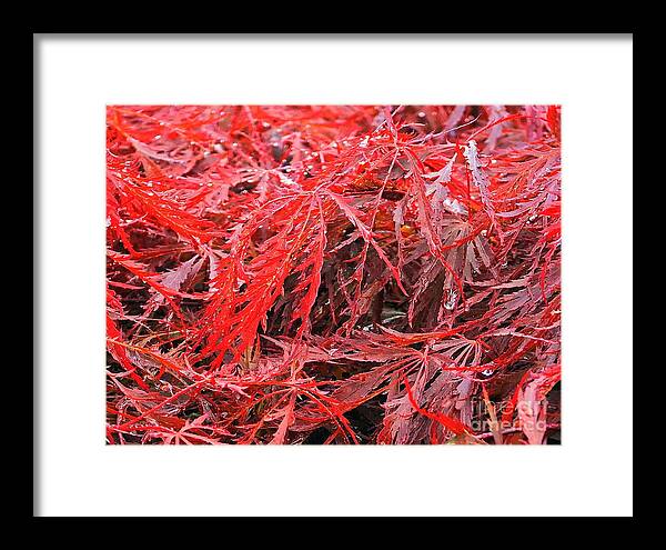 Wet Japanese Maple - Framed Print