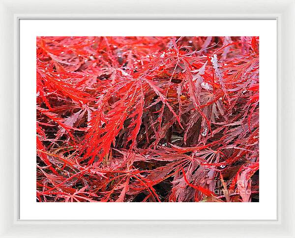 Wet Japanese Maple - Framed Print