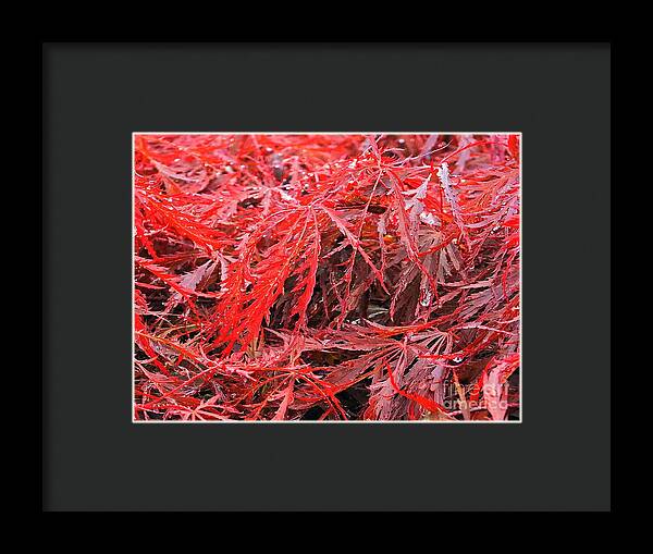 Wet Japanese Maple - Framed Print